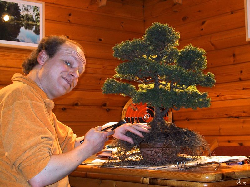 Ajanfichte nach dem Schnitt