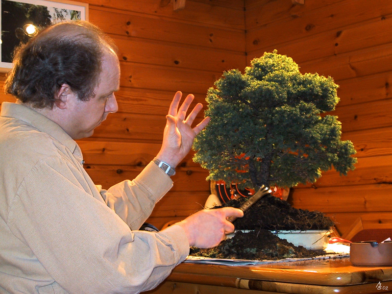 Ajanfichte vor der Gestaltung