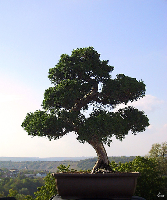Chinesischer Wacholer